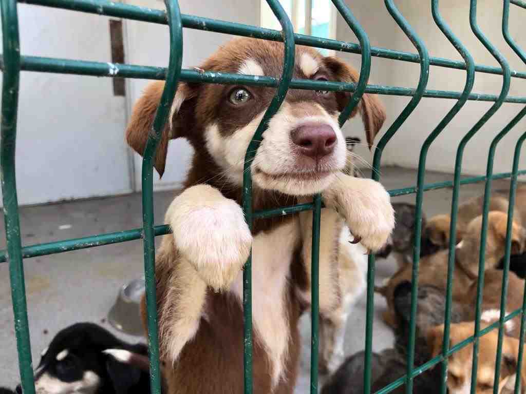 6 AYDA 654 PATİ SAHİPLENİLDİ